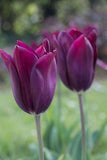 Tulipa Merlot Flower Delivery