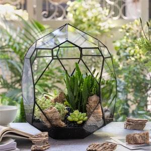 NCYP Irregular Open Geometric Glass Terrarium Bubble Shape Succulents Planter Pot Miniature Dessert Landscape Bonsai Orchid Container