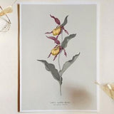 Lady's Slipper Orchid Art Print Illustration, Vintage Botanical Art Print, Wild Orchid Print, Wild Flower Illustration, Plant Poster