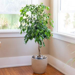 Weeping Ficus 30 Tree Seeds