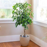 Weeping Ficus 30 Tree Seeds