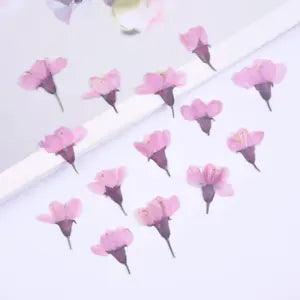 12PCS Real Pressed Dry Flower, pink Begonia Flower with stem for art FCD10