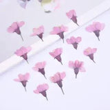 12PCS Real Pressed Dry Flower, pink Begonia Flower with stem for art FCD10