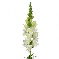 Snapdragon White - 100 Stems Flower Delivery