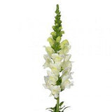 Snapdragon White - 100 Stems Flower Delivery
