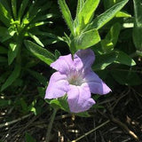 Prairie Petunia - Ruellia Humilis 10 seeds - Chemical Free, Bee and Pollinator Safe. Nectar Plant. Native Perennial.
