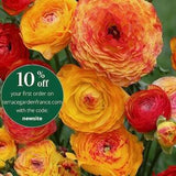 Ranunculus 