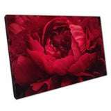 Beautiful Romantic Crimson Red Peony Soft Focus Flower Photography Print Canvas