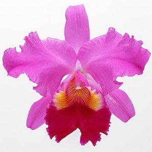 Multicolor Cattleya Orchid Cross Stitch Pattern
