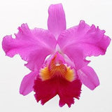 Multicolor Cattleya Orchid Cross Stitch Pattern
