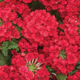 20 seeds Superbena verbenas Red  color seeds