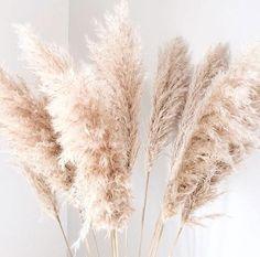 Beige Pampas Grass | Bulk DIY Wedding Flowers | Flower Moxie Flower Delivery