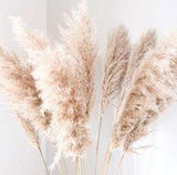 Beige Pampas Grass | Bulk DIY Wedding Flowers | Flower Moxie Flower Delivery