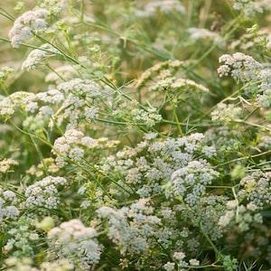 200 Seeds- Cumin Herb Seeds-Cuminum Cyminum- Excellent Aromatic Herb-Medicinal and Culinary Herb--J071