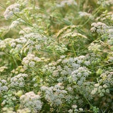 200 Seeds- Cumin Herb Seeds-Cuminum Cyminum- Excellent Aromatic Herb-Medicinal and Culinary Herb--J071