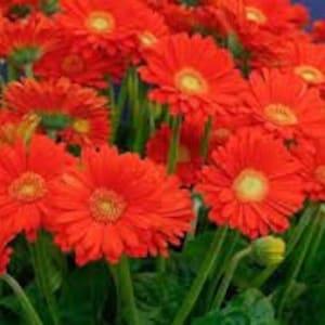 Red gerbera seeds, organic flowers, product from my garden, untreated