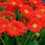 Red gerbera seeds, organic flowers, product from my garden, untreated