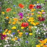West Wildflower Seed Mix | American Meadows Flower Delivery