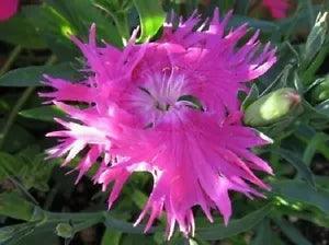 30+ Superbus Rose Carnation Dianthus / Perennial Flower Seeds