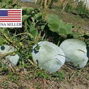 10 Pumpkin Seeds Benincasa Fistulosa, Ash Gourd,White Wax Winter Melon, punjabi