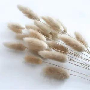 Natural Dried Flowers Bunny Tail Grass Bunch Flower Pampas Grass Wedding Decor