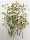 16 Pcs White Baby'S Breath Real Natural Dried Pressed Flowers for Resin Art Craf