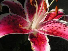 How to Dry Stargazer Lilies | ehow.com Flower Delivery