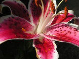 How to Dry Stargazer Lilies | ehow.com Flower Delivery