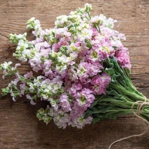 30+ seeds / Antique Pink Stock Seed  / Matthiola incana / (#97)