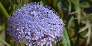 50+ Blue Lace Island Daisy Flower Seeds Traychmene Coerulea / Perennial