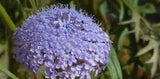 50+ Blue Lace Island Daisy Flower Seeds Traychmene Coerulea / Perennial