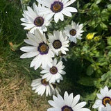 African Daisy Seeds (10) - Polar Star