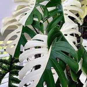 Monstera Half Moon Plants, Monstera Deliciosa Albo Half Moon, Rare Highly variegated 2 Plants with Free Phyto Certificate