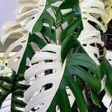 Monstera Half Moon Plants, Monstera Deliciosa Albo Half Moon, Rare Highly variegated 2 Plants with Free Phyto Certificate