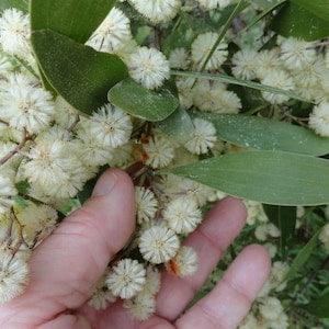 20 AUSTRALIAN BLACKWOOD TREE Black Acacia Melanoxylon Wattle Yellow Flower Seeds