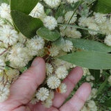 20 AUSTRALIAN BLACKWOOD TREE Black Acacia Melanoxylon Wattle Yellow Flower Seeds