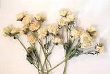 Dried Flowers - Ivory Peonies - 13 Stems - USA