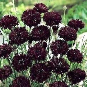 BACHELOR'S BUTTON Black Ball Boy Cornflower Centaurea Batchelors Corn Flower Annual Cyanus 10 Seeds