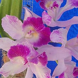 Fragrant Cattleya in bloom mounted in a cylinder ~ large magenta flower-Blc maris Glory