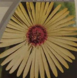 Ice Plant Yellow Shades Flower Seeds