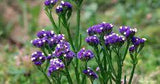 Statice Flower Care: How To Grow Limonium Sinuatum Flower Delivery