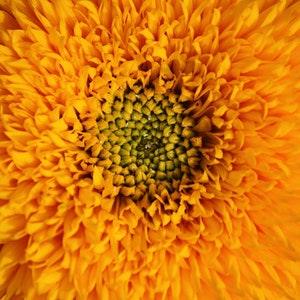 Giant Sungold Sunflower Seeds - Helianthus annuluss - Design Fresh Flower Bouquet Arrangement