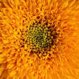 Giant Sungold Sunflower Seeds - Helianthus annuluss - Design Fresh Flower Bouquet Arrangement