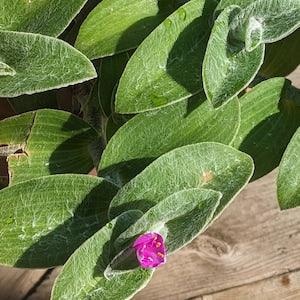 White Velvet Tradesantia Cutting- Spiderwort, Hanging Plant, Easy to Root and Grow- Rare Wandering Jew Variety