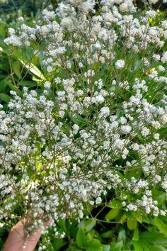 Natural dried UK Gypsophila from Sussex Flower Delivery
