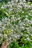Natural dried UK Gypsophila from Sussex Flower Delivery