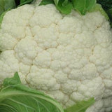 Cauliflower seeds , code 149