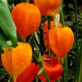 CHINESE LANTERN Physalis Gigantea Alkekengi Franchetii UNIQUE Perennial 20 Seeds