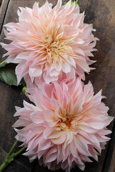 How To Take Dahlia Cuttings to Build Your Own Stock Flower Delivery