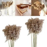10 Pieces Natural  Grass Decor Boho Dried Grass decor Decorations Pompous Grass